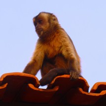Monkey watching us